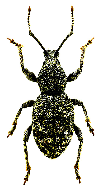Otiorhynchus (Podoropelmus) albidus Stierlin, 1861