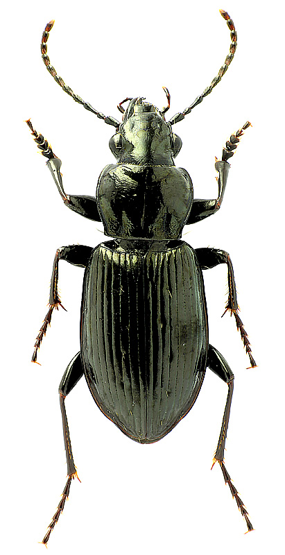 Pterostichus (Bothriopterus) oblongopunctatus melanoscelis (Marseul, 1880)