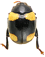 Axillofebra humeralis (Bryant, 1959)