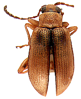 Leptophysa hirtipennis (Jacoby, 1885)