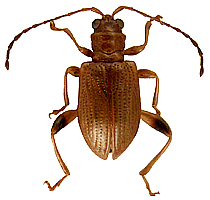 Lipromorpha malayana (Jacoby, 1885)