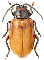 Phygasia fulvipennis (Baly, 1874)
