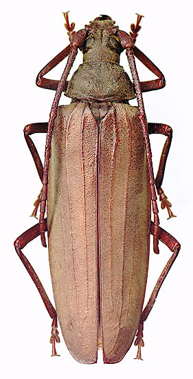 Aegosoma scabricornis - female