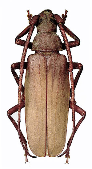 Aegosoma scabricornis - male