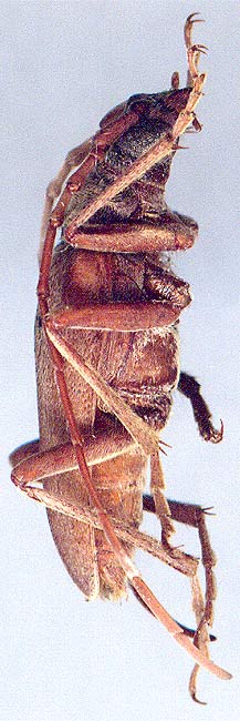 Apatophysis caspica