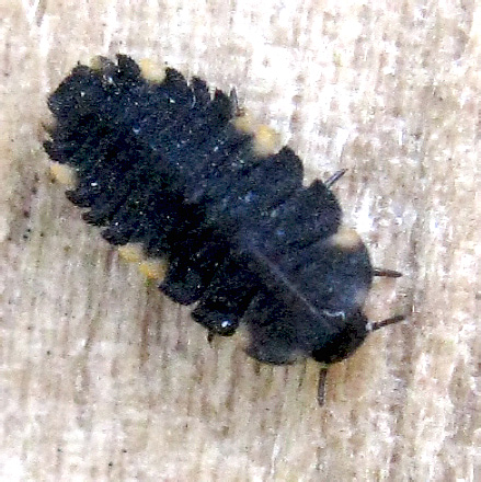 Endomychus coccineus (L., 1758) (larva)