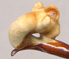 endophallus of Carabus kurilensis