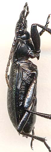 Carabus gaschkewitschi, male