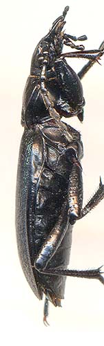 Carabus kolymensis mouthiezianus, male