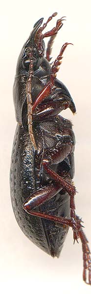 Carabus hungaricus cribellatus, male