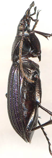 Carabus exaratus, male