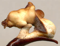 endophalus Carabus vietinghoffi leptoglyptus