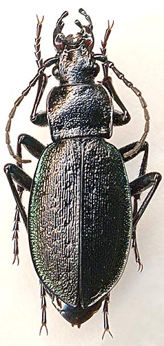 Carabus gaschkewitschi, female
