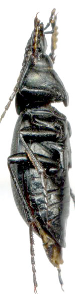 Carabus (Tomocarabus) decolor, male