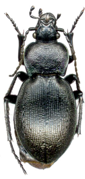 Carabus (Tomocarabus) decolor, female