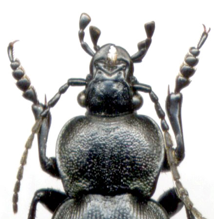 Carabus (Tomocarabus) decolor, male