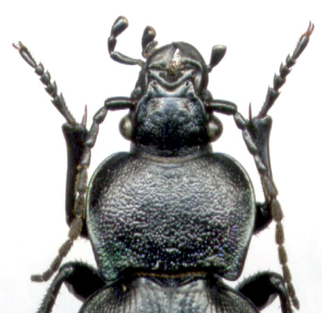Carabus (Tomocarabus) decolor, female