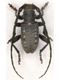  (Cerambycidae)