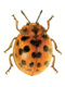   (Coccinellidae)