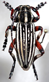Dorcadion (Acutodorcadion) globithorax