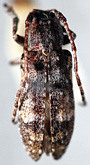 Pterolophia (Pterolophia) angusta multinotata<br>[=Pterolophia selengensis]