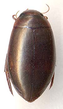 Ilybius fenestratus, female