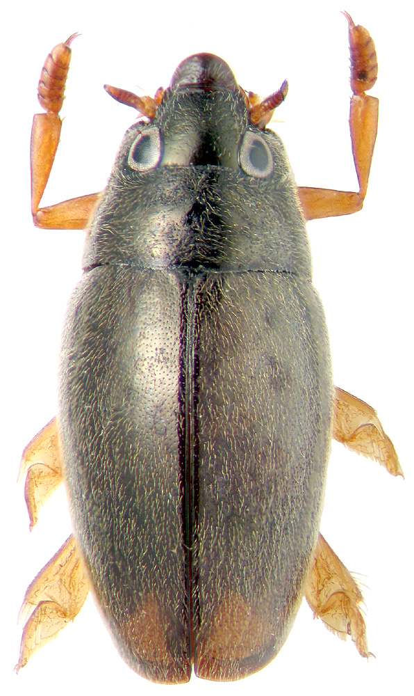 Orectochilus villosus Mueller