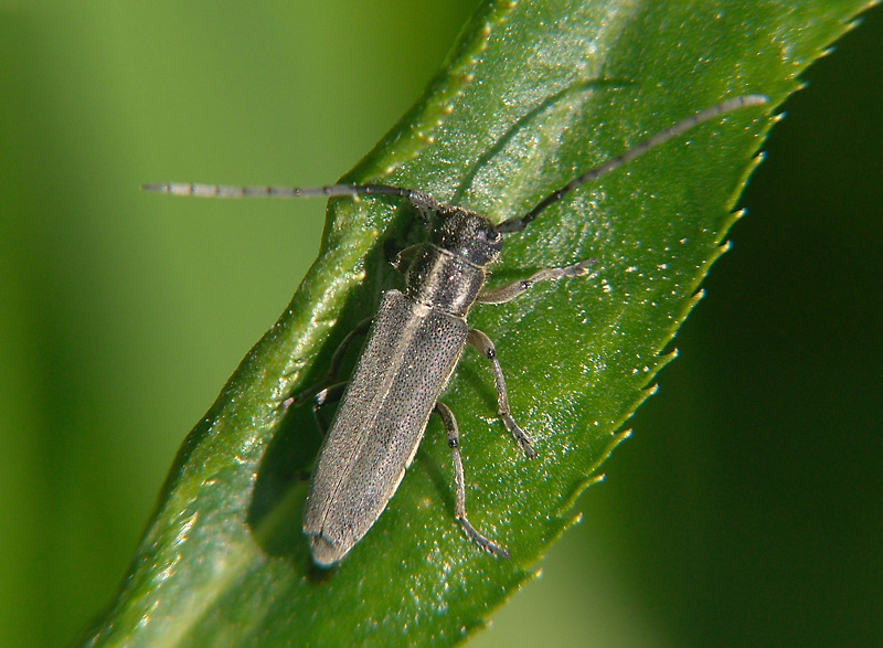 Phytoecia  nigricornis