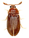  (Brachypsectridae)