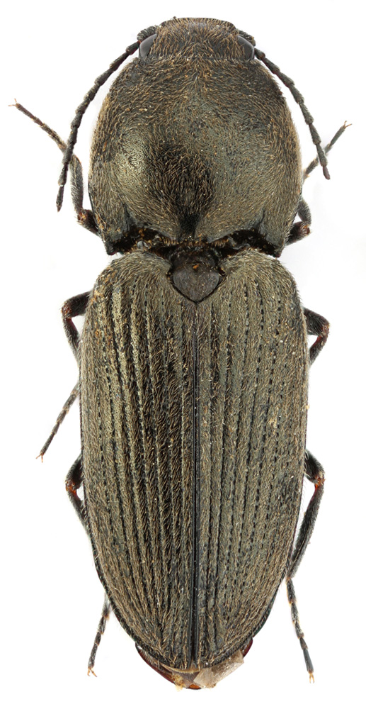 Paracardiophorus cf. pullatus Candèze