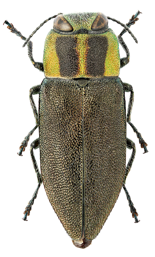 Cratomerus (Trichocratomerus) mancus