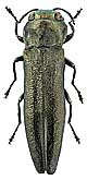 Buprestidae: Agrilus betuleti Ratz.