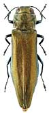 Buprestidae: Agrilus mendax Mnnh.