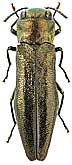 Buprestidae: Agrilus nicolanus Obenberger, 1924