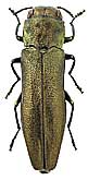 Buprestidae: Agrilus soudeki Obenb.