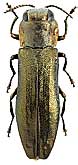 Buprestidae: Agrilus voriseki Endek
