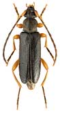 Cerambycidae: Alosterna ingrica Baeckm.