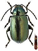 Chrysomelidae: Altica bisulcata Ws.
