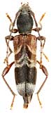 Cerambycidae: Anaglyptus simplicicornis Rtt.