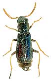 Apalochrus flavicornis