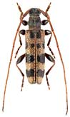 Cerambycidae: Arhopaloscelis bifasciatus (Kr.)