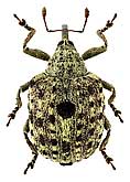 Curculionidae: Cionus hortulanus Geoffr.
