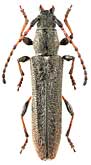Cerambycidae: Deilus fugax (Ol.)
