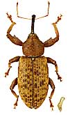 Curculionidae: Dorytomus suvorovi Rtt.