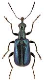 Rhynchitidae: Neoeugnamptus amurensis (Faust)
