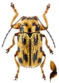 Chrysomelidae: Pachybrachis scriptidorsum Mars.