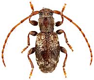Cerambycidae: Parmenopsis caucasica (Leder)