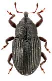 Curculionidae: Pharcidobaris suvorovi (Rtt.)