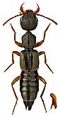 Staphylinidae: Rugilus similis (Er.)