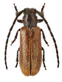 Cerambycidae: Sophronica sundukovi Danil.